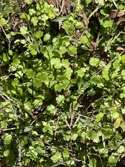 Hydrocotyle sibthorpioides