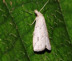 Luceria striata