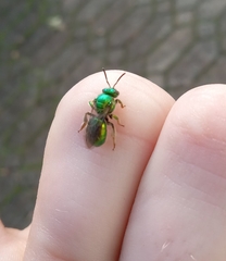 Augochloropsis viridula