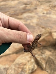 Pachydactylus weberi