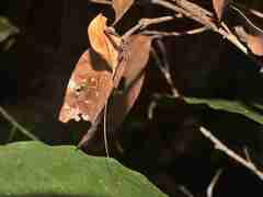 Typophyllum trapeziforme