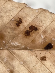 Acalitus ferrugineum