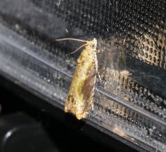 Dicephalarcha herbosa