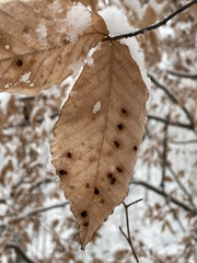Acalitus ferrugineum