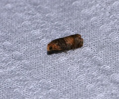 Lepteucosma fuscicaput