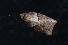 Acleris maccana