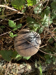 Amanita pachycolea