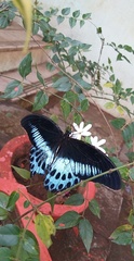 Papilio polymnestor