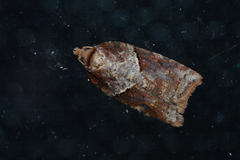 Acleris maccana