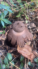Astraeus hygrometricus