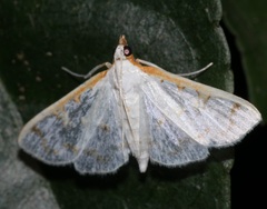 Palpita minuscula