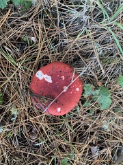 Russula rhodocephala