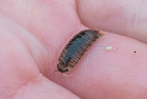 Harford's Isopod photo 3
