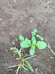 Coleus rotundifolius