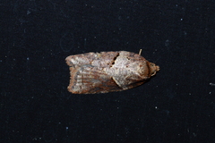 Acleris maccana