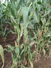 Zea mays
