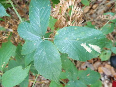 Coptotriche marginea