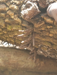 Hypoxylaceae