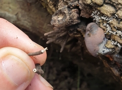 Hypoxylaceae
