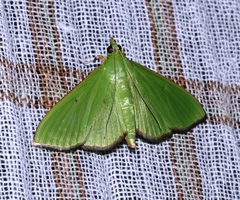 Parotis punctiferalis