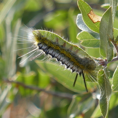 Lophocampa