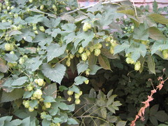 Humulus lupulus