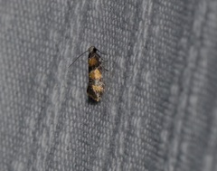 Promalactis lobatifera