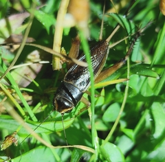 Teleogryllus