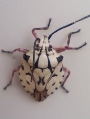 Heteroptera