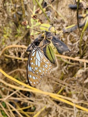 Tirumala limniace