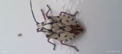 Heteroptera