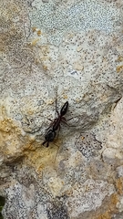 Odontomachus haematodus