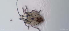 Heteroptera