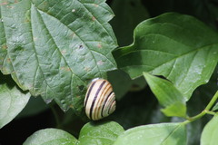 Caucasotachea vindobonensis