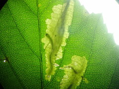 Coptotriche marginea