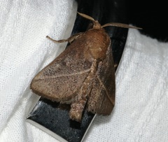 Quasithosea obliquistriga