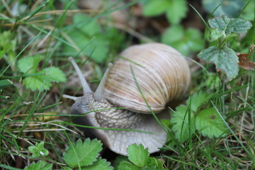 Vynuoginė sraigė nuotrauka