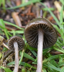 Panaeolus olivaceus