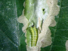 Coptotriche marginea