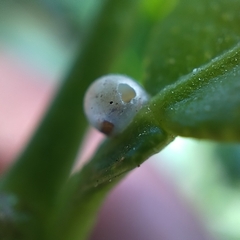 Papilionidae