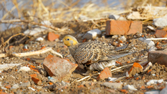 Syrrhaptes paradoxus