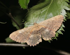 Ruttellerona pseudocessaria