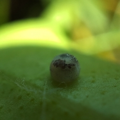 Papilionidae