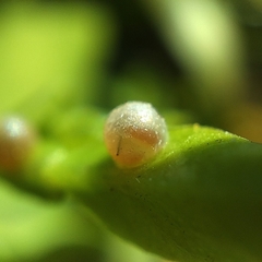 Papilionidae