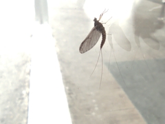 Callibaetis pictus