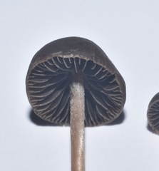 Panaeolus olivaceus