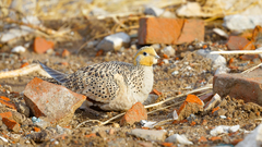 Syrrhaptes paradoxus