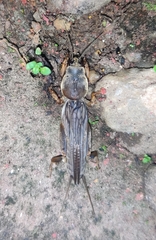 Gryllotalpa orientalis