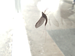 Callibaetis pictus