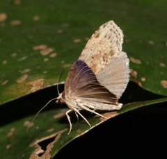 Sigmuncus arcuata